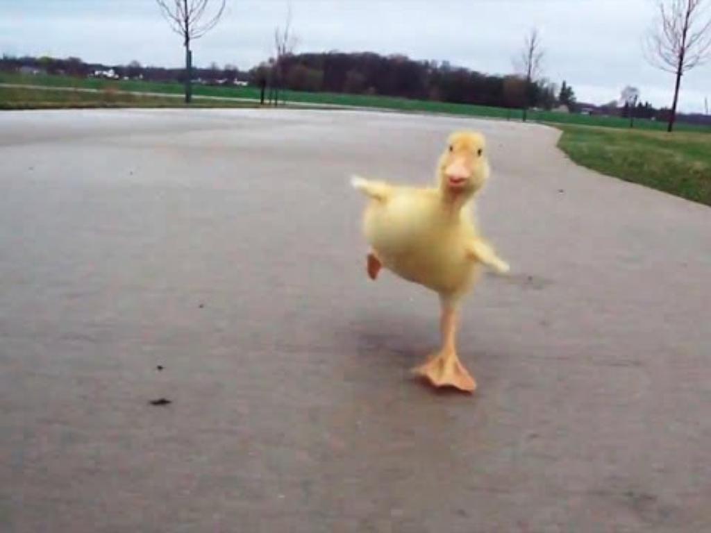 CANCELLED The DUCK Chase