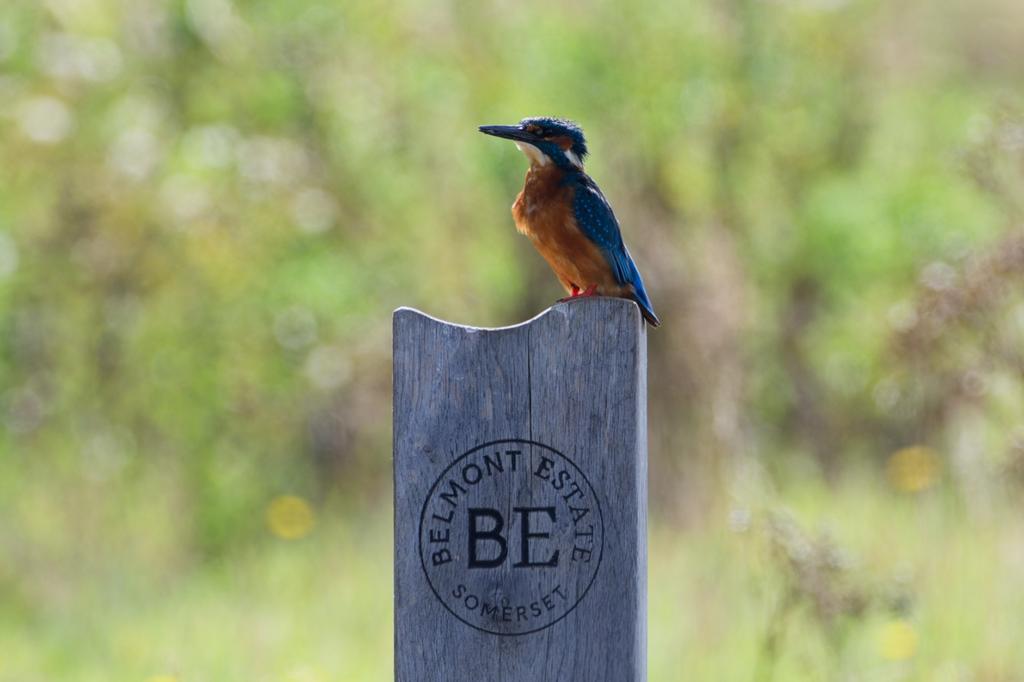Bird Walk with Alastair