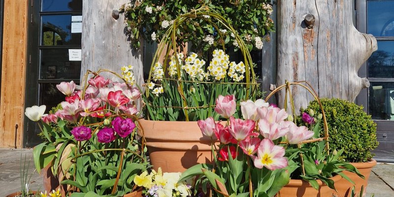 Spring Pot Workshop: Making The Most Of Your Bulbs