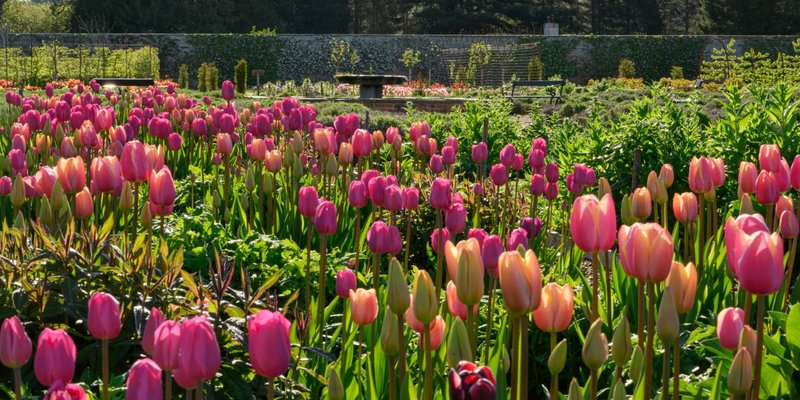 Flower Arranging: How To Make The Most Of Your Flowers