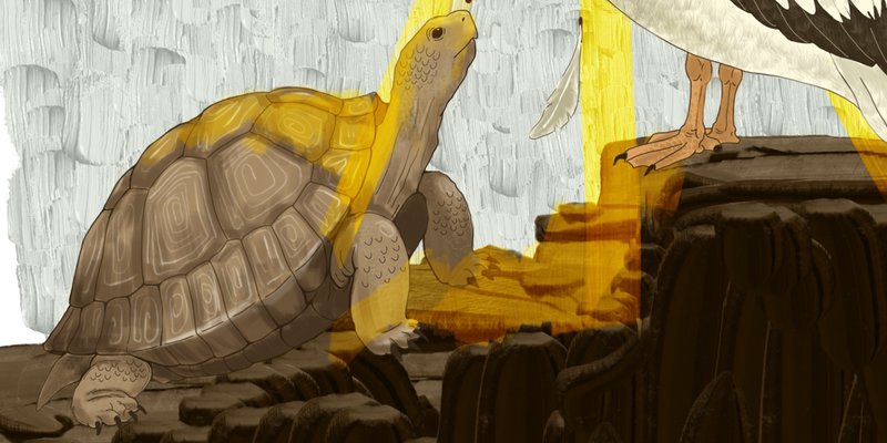Corpus Christi Tortoise Fair 2026