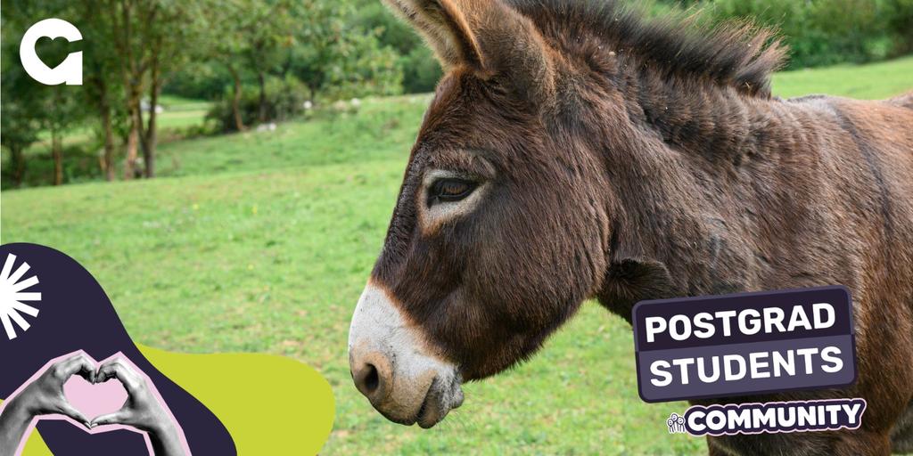 Postgrad Trip to the Donkey Sanctuary