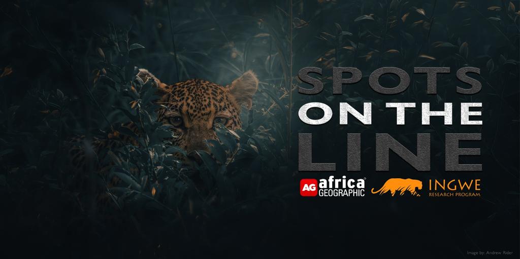 Spots on the Line, an Ingwe & Africa Geographic documentary premiere