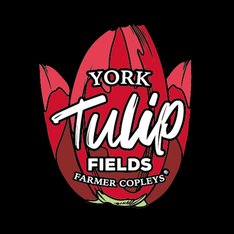 York Tulip Fields