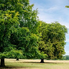 Neston Park